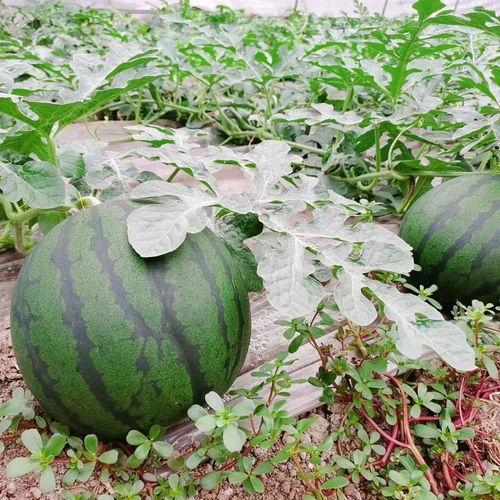 绿色吃瓜头像,揭秘网络潮流中的清新时尚