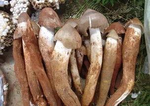 吃菌子不能吃瓜,饮食禁忌的智慧