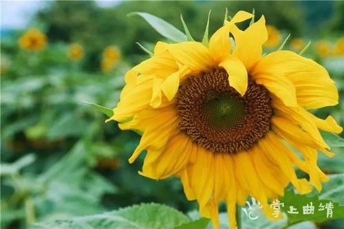 曲靖打卡网红柿子树,秋日打卡圣地，红艳如画引众人瞩目