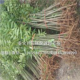 红椿网,聚焦时事热点，传递社会正能量