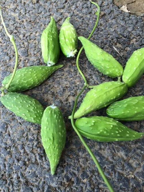 怀孕梦见吃生瓜