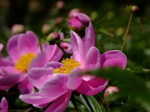 花憩节最新爆料,浪漫花海中的年度狂欢盛宴